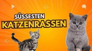 Die Süßesten Katzenrassen der Welt 🐱💖 [upl. by Aisul720]