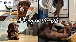 A day in the life of a mini dachshund puppy [upl. by Wahkuna]