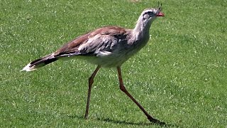 Redlegged Seriema Slow Motion Hunting and Running Display [upl. by Ande]