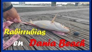 ¡La mejor aventura de pesca de rabirubia en Dania Beach [upl. by Cotterell]