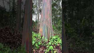 Rainbow Eucalyptus Tree Healing  Big Island Hawaii [upl. by Heywood]