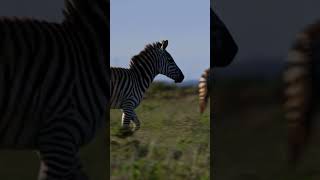 Mind Blowing Zebra Facts You Never Knew naturelovers facts fascinatingwildlife [upl. by Faustena]