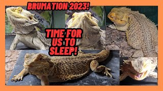 BEARDED DRAGON BRUMATION 2023 GOODBYE FOR MONTHS GUYS LIZARD SLEEPY TIME [upl. by Acinaj]