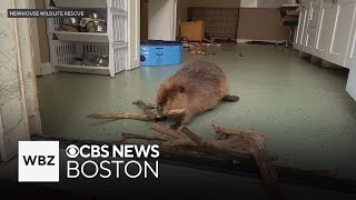 Rescue group upset beloved beaver quotNibiquot is ordered released into wild [upl. by Ecertal]