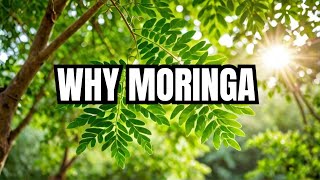 Why Moringa is the Ultimate Superfood Today [upl. by Sexela]