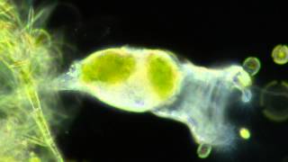 Rotifers Feeding [upl. by Birdt]