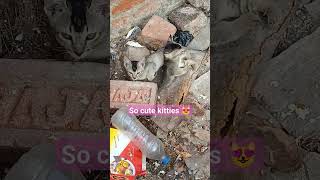 i found these kats in the roof catsofyoutube catshorts cutekitty [upl. by Hank]