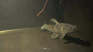 Week 2Aimara wolf fish400 gallons fish tanklive feeding [upl. by Hamnet347]