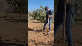 تسميد الأشجار بطريقة إيكولوجية الحيوانات الميتةFertilizing trees In an ecological Dead animals [upl. by Kissel484]