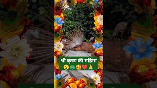 श्री कृष्ण का अवतार 😮🦚❤🙏ll नाचता हुआ मोर 🦚ll राधे राधेshortsytshortsshortfeednature moryt [upl. by Allard]