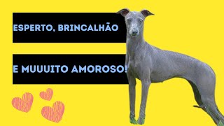 Um cachorro apaixonado pela família  Pequeno Lebrel  Galguinho  italiano [upl. by Osgood]