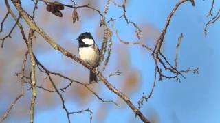 Coal tit  Periparus ater [upl. by Hodge]