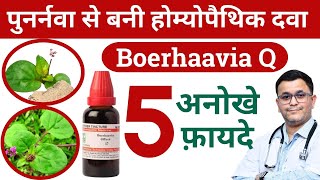 Punarnava ke fayde Benefits of Punarnava Boerhavia diffusa homeopathic medicine RxHpathy [upl. by Sivolc]