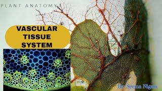 Vascular tissue system Anatomy of plants Radial conjoint and concentric typesClass 11Ncert [upl. by Oiled]