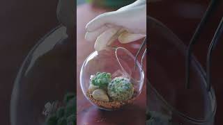 how to make a cacti desert terrarium short [upl. by Aniham370]