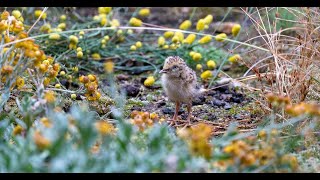 Conservation milestone A new Plainswanderer chick has been born at Werribee Open Range Zoo [upl. by Otnas]