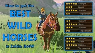 How to get the BEST WILD HORSES in Zelda Breath of the Wild NO AMIIBO [upl. by Ettereve]