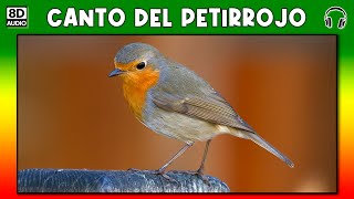 CANTO DEL PETIRROJO 🐦 [upl. by Ewell]