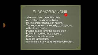 A general account of the Elasmobranchii Holocephali msc zoology 3rd semester  classification [upl. by Nahor558]