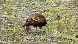 Mountain Caracara  Marcapata Cusco  Peru [upl. by Josefina]