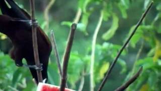 Costa Rica 2011  Montezuma Oropendola call and feeding SJOEMAR [upl. by Tuddor]