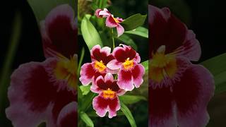 Enchanting Miltonia Orchid shorts orchid flowers PlantsWorld [upl. by Ahsitak809]