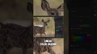 Edit in Lightroom w Me Fawn editwithme wildlife edit adobe lightroomedit editing photo [upl. by Oflodur]