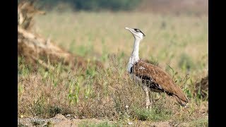 Rare Endangered Great Indian Bustard Calling Save me [upl. by Schear]