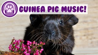 Guinea Pig Music Music to Relax and Calm Guinea Pigs [upl. by Lehman286]