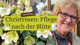 Sogar verblüht sind sie noch schön Aber Wie pflegt man Christrosen nach der Blüte [upl. by Koeppel964]