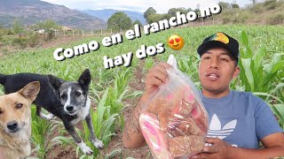 Me encanta la vida del rancho en Oaxaca Mexico pan 🥐 firulais 🐕 milpa 🌽 [upl. by Ola214]