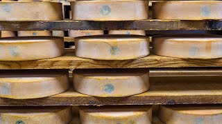 Tutti i segreti della FONTINA perfetta 🧀 cheese fontina [upl. by Notsecnirp]