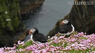 Two Atlantic puffins in breeding plumage on cliff top Sumburgh Head Shetland Islands Scotland UK [upl. by Billi191]