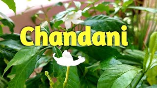 How to grow and care Chandni plant  Tabernaemontana divaricata  Crape Jasmine [upl. by Niar]