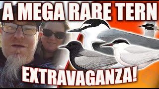 MEGA BRIDLED TERN IN THE UK TERN EXTRAVAGANZA [upl. by Aikahc]