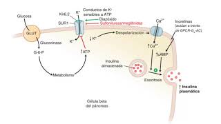 Farmacoterapia de la diabetes e insulinoterapia  Antidiabeticos orales y tipos de insulina [upl. by Adaran75]