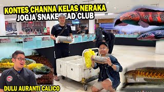 CHANNA AURANTI CALICO IKUT KONTES KONTES KELAS NERAKA DIJOGJA SNAKAHEAD CLUB [upl. by Latt]