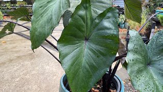 How to Grow Elephant Ear Plants  IndoorsOutdoors  Colocasia esculenta Fontanesii [upl. by Laohcin776]