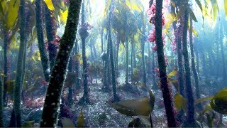 David Attenborough Save magical kelp forests  BBC Inside Out South [upl. by Nwahsat]