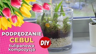 DIY  Jak wyhodować tulipany w domu Podpędzanie cebul [upl. by Annawd886]