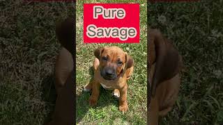 Rhodesian Ridgeback puppy in attack mode rock’n roll edition [upl. by Michon]