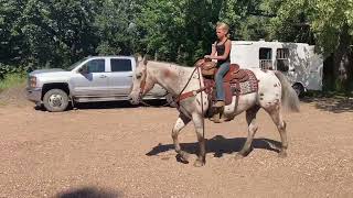 “AppleJacks” gelding [upl. by Auston]