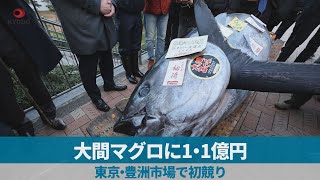 大間マグロに1・1億円 東京・豊洲市場で初競り [upl. by Ettena548]