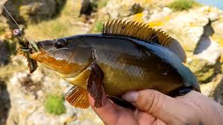 Wrasse fishing Brixham [upl. by Arette]