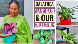 CALATHEA PLANT CARE amp OUR COLLECTION INDOOR PLANTSCALATHEA amp ITS COMPLETE CAREMALAYALAMmaranta [upl. by Yasibit]