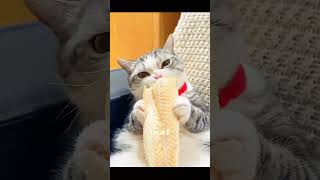 Purrfect pals and playmates catlover cuteanimals cat trending fypシ゚viral [upl. by Dualc]