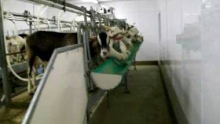 Goat milking Parlour [upl. by Onaimad381]