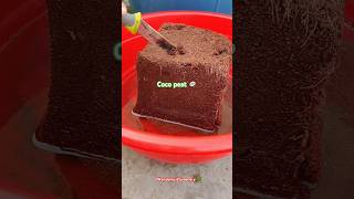 coco peat brick cocopeat shorts plants ytshorts gardening bhulbhulaiya song garden winter [upl. by Wyler]