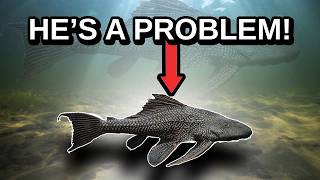 The Most Destructive Invasive Fish  The Common Pleco [upl. by Irehj218]