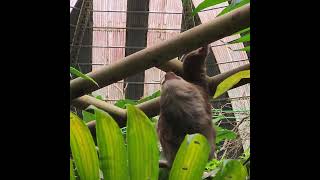 Two toed SLOTH moving FASTER than you THINK So cute and close UP travel sloth costarica [upl. by Aydin]